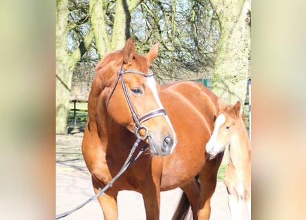 Cheval de sport allemand, Jument, 8 Ans, 170 cm, Alezan