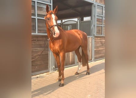 Cheval de sport allemand, Jument, 8 Ans, 172 cm, Alezan