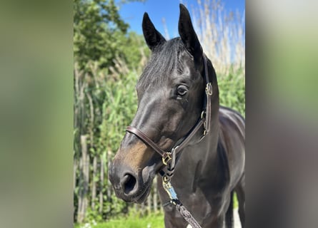 Cheval de sport allemand, Jument, 8 Ans, 172 cm, Bai brun