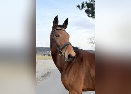 Cheval de sport allemand, Jument, 8 Ans, 173 cm, Bai