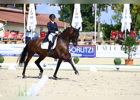 Cheval de sport allemand, Jument, 8 Ans, 174 cm, Bai brun