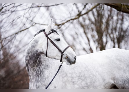 Cheval de sport allemand, Jument, 8 Ans, 181 cm, Gris