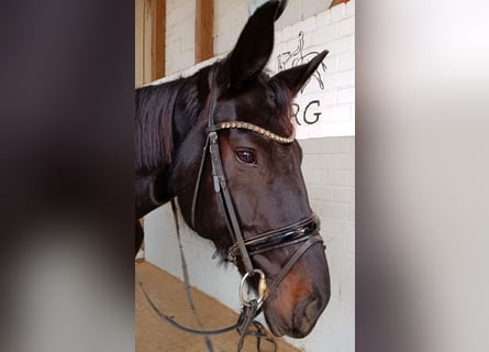 Cheval de sport allemand, Jument, 8 Ans, 189 cm, Noir