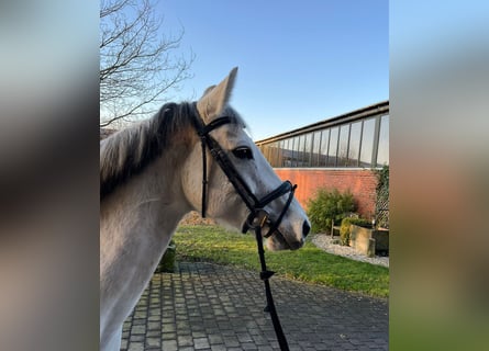 Cheval de sport allemand, Jument, 9 Ans, 164 cm, Gris