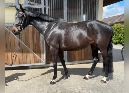 Cheval de sport allemand, Jument, 9 Ans, 165 cm, Bai brun