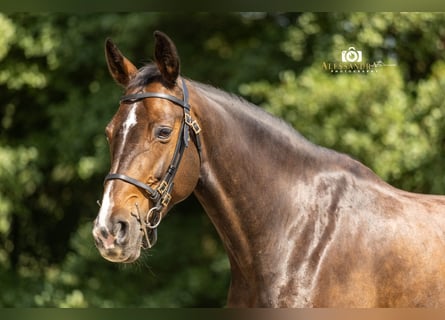 Cheval de sport allemand, Jument, 9 Ans, 165 cm, Bai