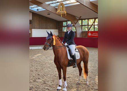 Cheval de sport allemand, Jument, 9 Ans, 168 cm, Alezan