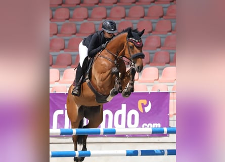 Cheval de sport allemand, Jument, 9 Ans, 168 cm, Bai