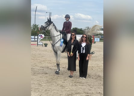 Cheval de sport allemand, Jument, 9 Ans, 168 cm, Gris