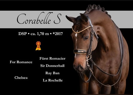 Cheval de sport allemand, Jument, 9 Ans, 169 cm, Bai brun