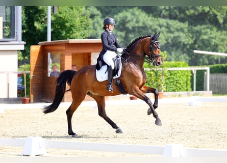 Cheval de sport allemand, Jument, 9 Ans, 173 cm, Bai