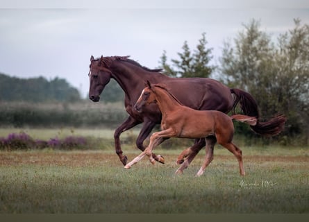 Cheval de sport allemand, Jument, Poulain (05/2025), 169 cm, Alezan brûlé
