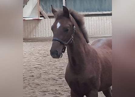 Cheval de sport allemand, Jument, Poulain (04/2024), Alezan brûlé