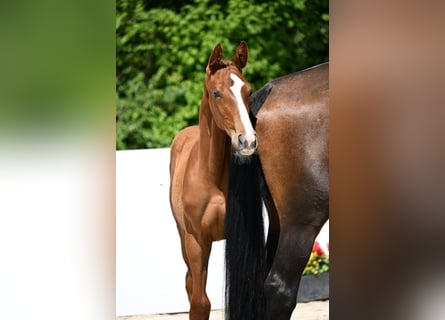 Cheval de sport allemand, Jument, , Alezan