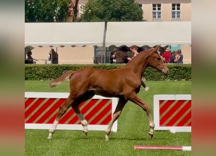 Cheval de sport allemand, Jument, Poulain (05/2025), Alezan