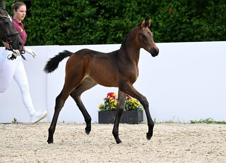 Cheval de sport allemand, Jument, Poulain (05/2025), Bai brun