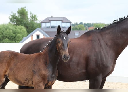 Cheval de sport allemand, Jument, Poulain (04/2024), Bai brun foncé