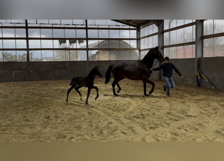 Cheval de sport allemand, Jument, Poulain (03/2026), Bai brun foncé