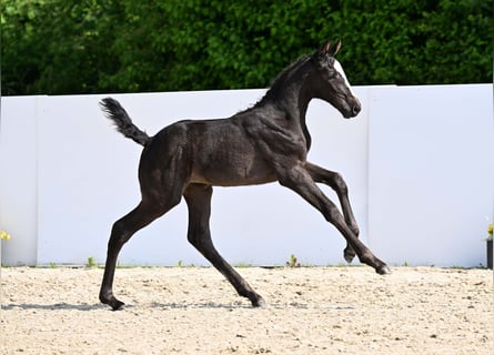Cheval de sport allemand, Jument, Poulain (05/2025), Bai brun foncé