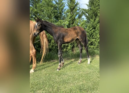 Cheval de sport allemand, Jument, Poulain (03/2024), Bai