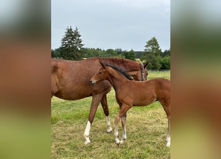 Cheval de sport allemand, Jument, Poulain (04/2024), Bai