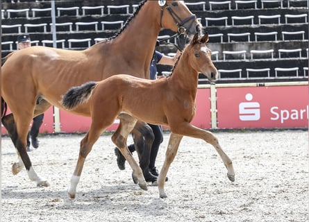 Cheval de sport allemand, Jument, Poulain (03/2024), Bai