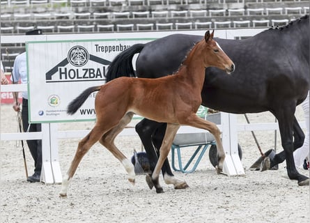 Cheval de sport allemand, Jument, Poulain (04/2024), Bai