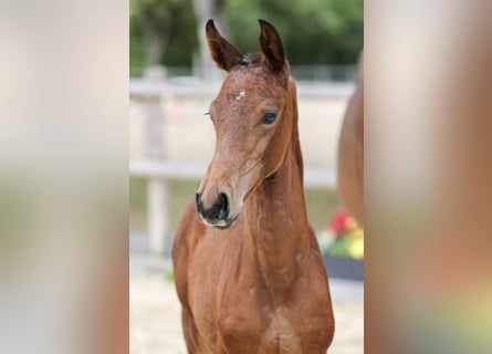 Cheval de sport allemand, Jument, Poulain (05/2025), Bai