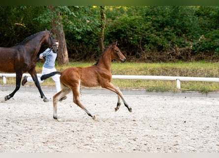 Cheval de sport allemand, Jument, Poulain (06/2025), Bai