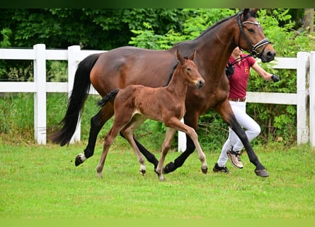 Cheval de sport allemand, Jument, Poulain (05/2024), Bai