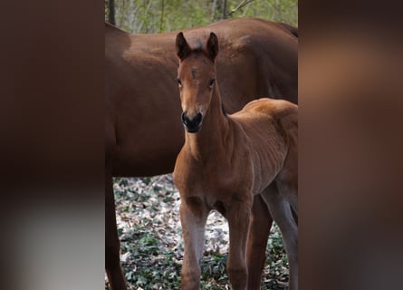 Cheval de sport allemand, Jument, Poulain (03/2026), Bai