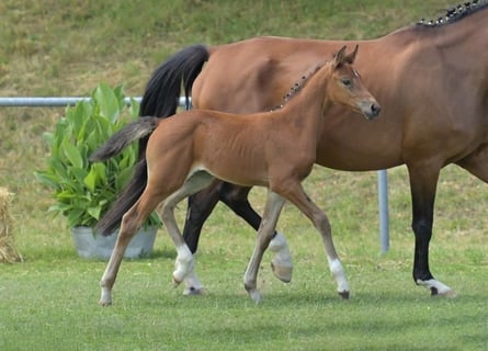 Cheval de sport allemand, Jument, Poulain (06/2025), Bai