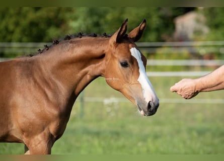 Cheval de sport allemand, Jument, Poulain (05/2024), Bai