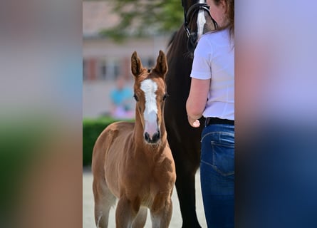 Cheval de sport allemand, Jument, Poulain (05/2024), Bai