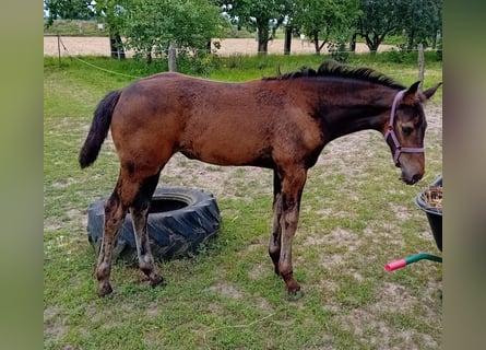 Cheval de sport allemand, Jument, Poulain (05/2024), Bai