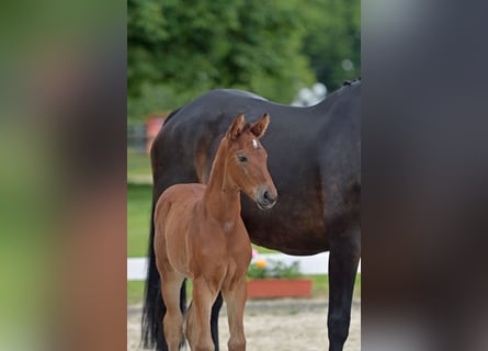 Cheval de sport allemand, Jument, Poulain (05/2024), Bai clair