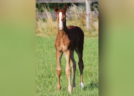 Cheval de sport allemand, Jument, Poulain (06/2024)