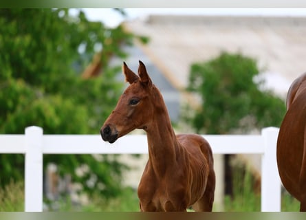 Cheval de sport allemand, Jument, Poulain (05/2025)