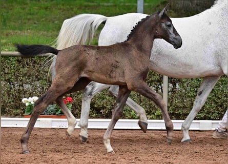 Cheval de sport allemand, Jument, Poulain (04/2024), Gris