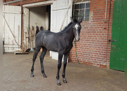 Cheval de sport allemand, Jument, Poulain (01/2026), Gris