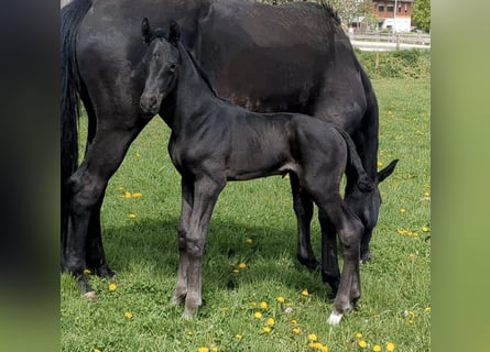 Cheval de sport allemand, Jument, , Noir