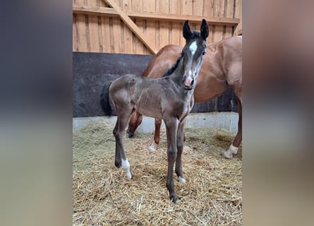Cheval de sport allemand, Jument, , Noir