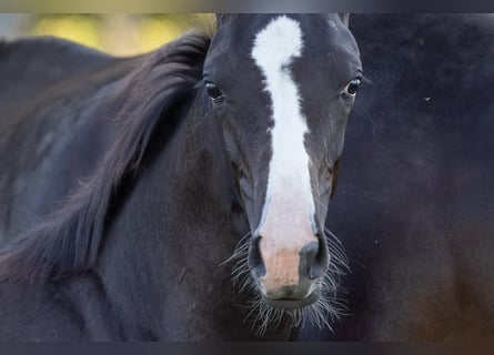 Cheval de sport allemand, Jument, Poulain (05/2025), Noir