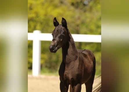 Cheval de sport allemand, Jument, Poulain (03/2025), Noir