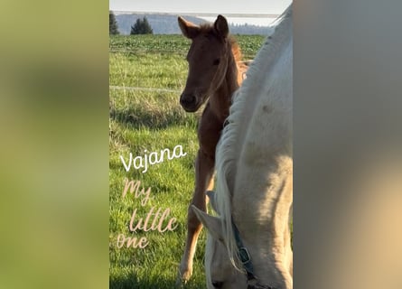 Cheval de sport allemand, Jument, Poulain (02/2026), Palomino