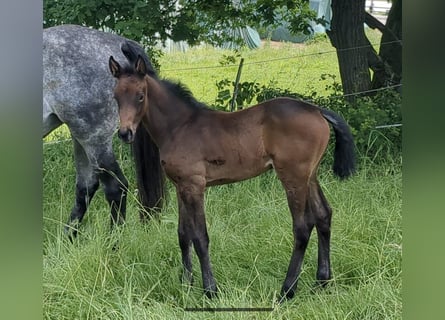 Cheval de sport allemand, Jument, Poulain (05/2024), Peut devenir gris