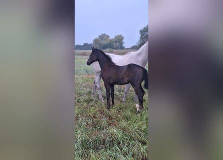 Cheval de sport allemand, Jument, Poulain (01/2025), Peut devenir gris