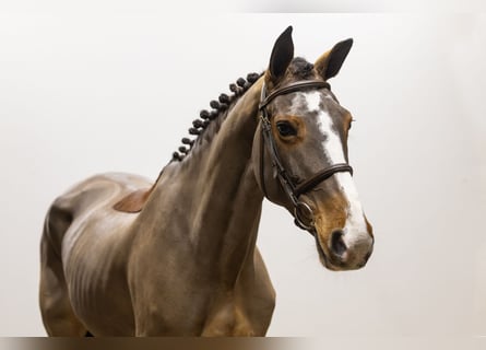 Cheval de Sport Belge, Jument, 10 Ans, 167 cm, Bai