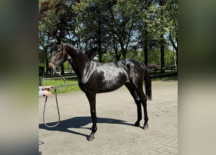 Cheval de Sport Belge, Jument, 2 Ans, 170 cm, Bai brun