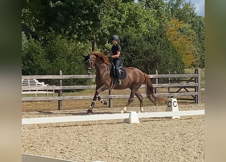 Cheval de Sport Belge, Jument, 4 Ans, 173 cm, Alezan